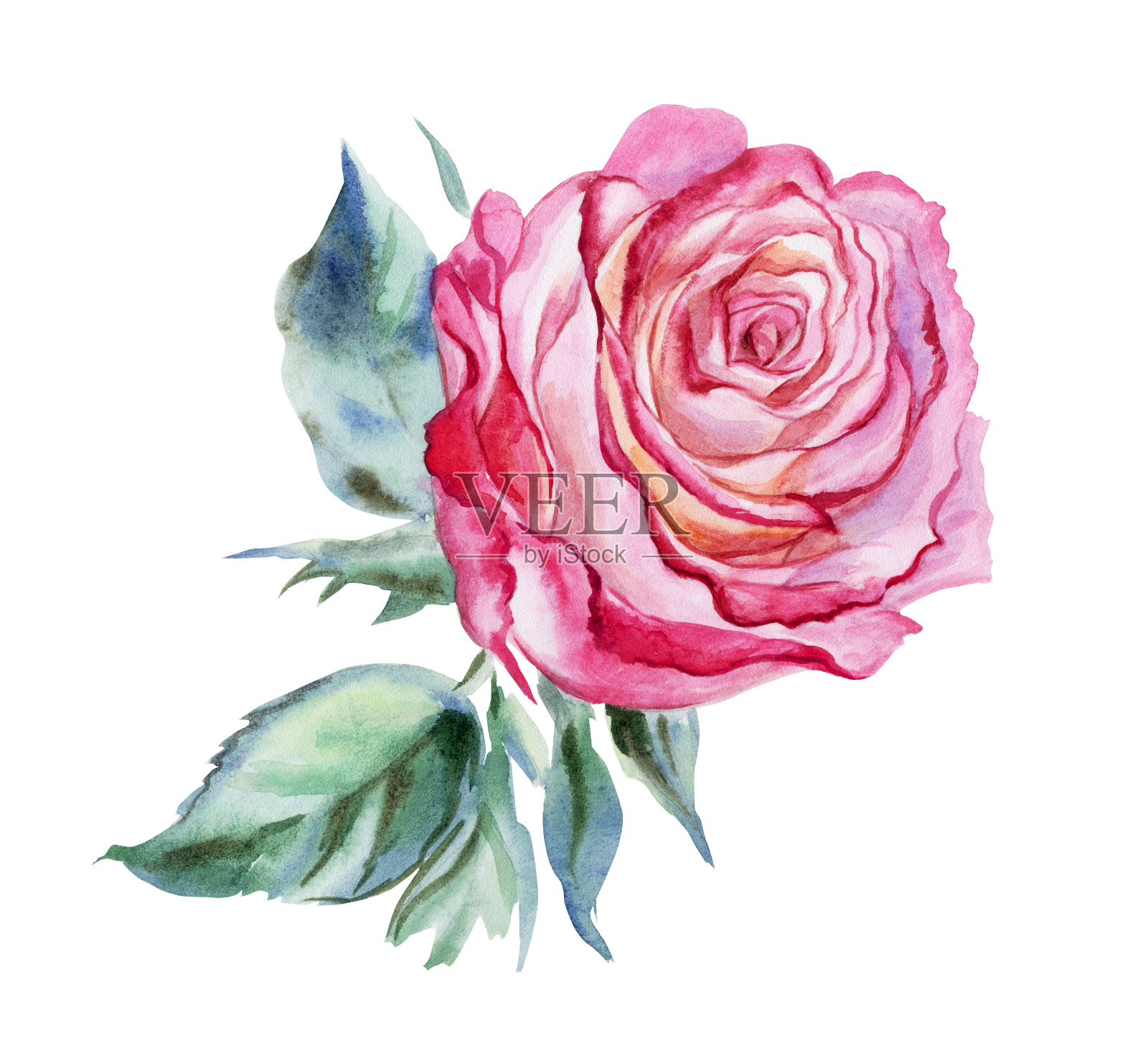粉色玫瑰,水彩。插画图片素材