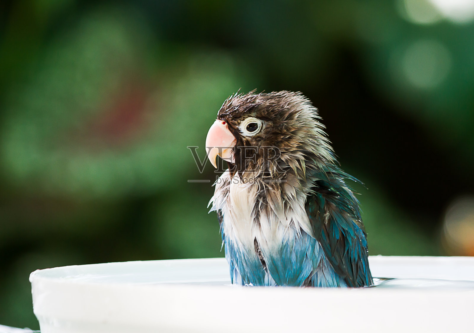 蓝色的爱鸟在模糊的花园背景上洗澡时浑身湿透照片摄影图片