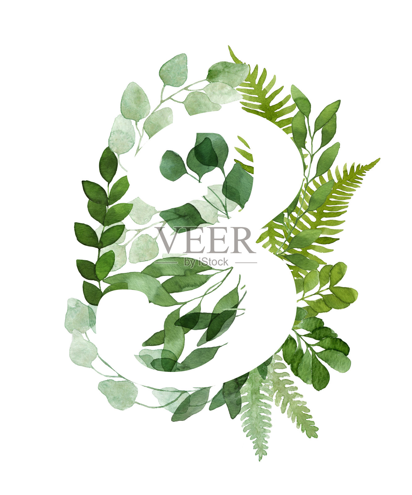 水彩桉树和蕨类植物叶子第三。插画图片素材