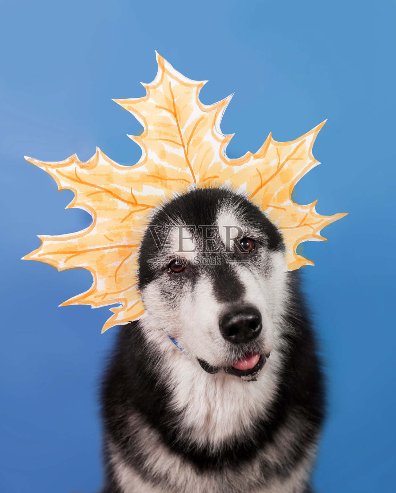 一只头上有一片黄色枫叶的狗照片摄影图片