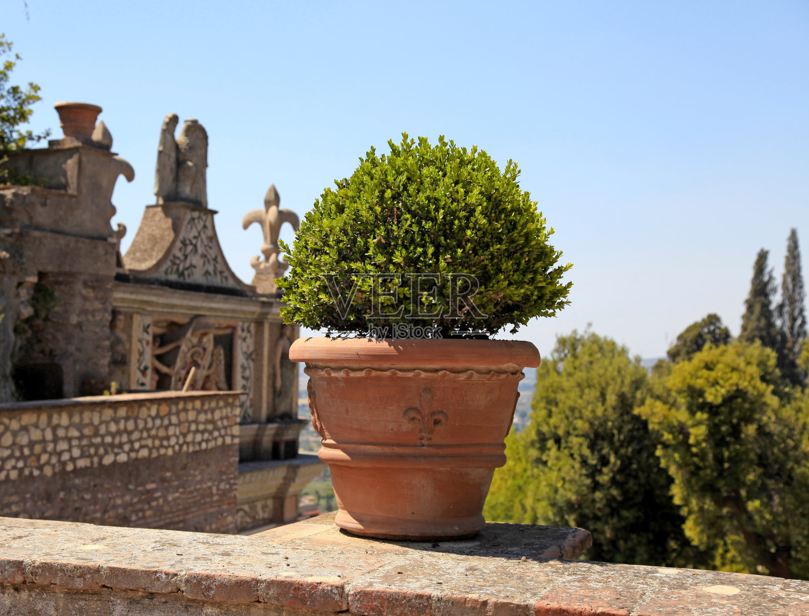 露台和华丽的花盆与黄杨木，意大利。照片摄影图片