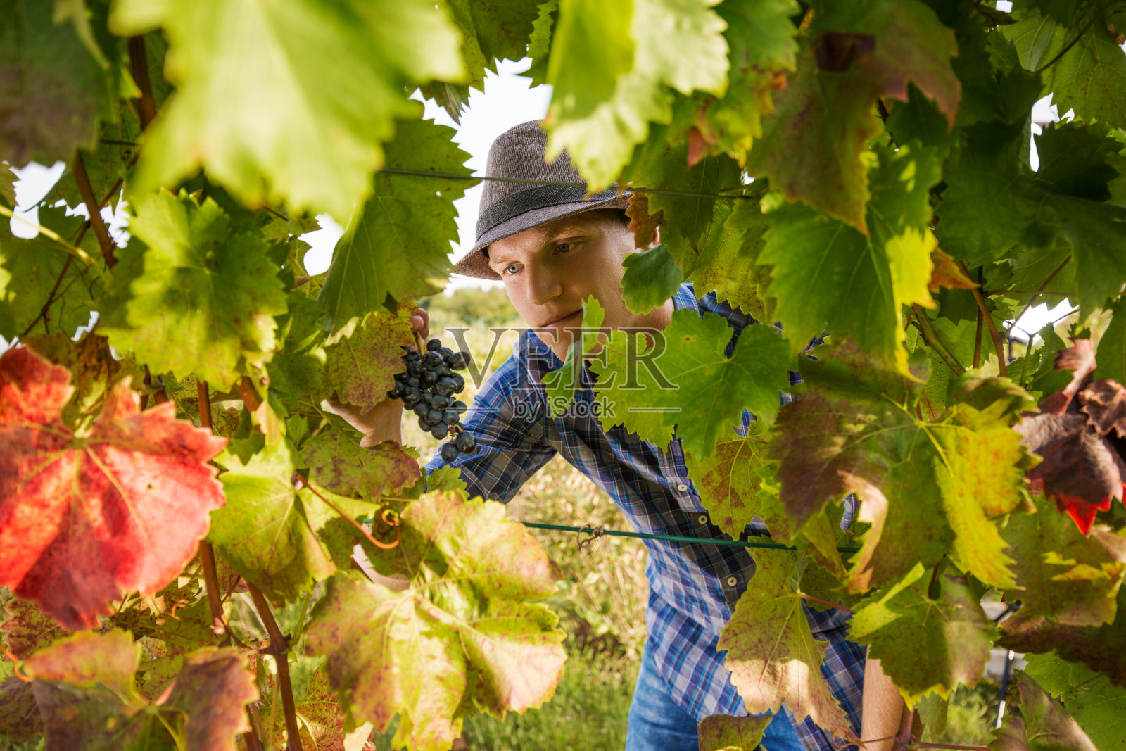 酿造葡萄酒的葡萄园照片摄影图片