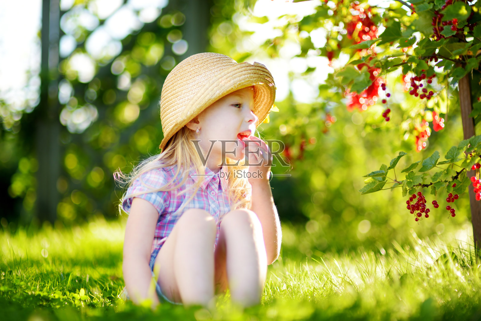 可爱的小女孩在花园里摘红醋栗照片摄影图片