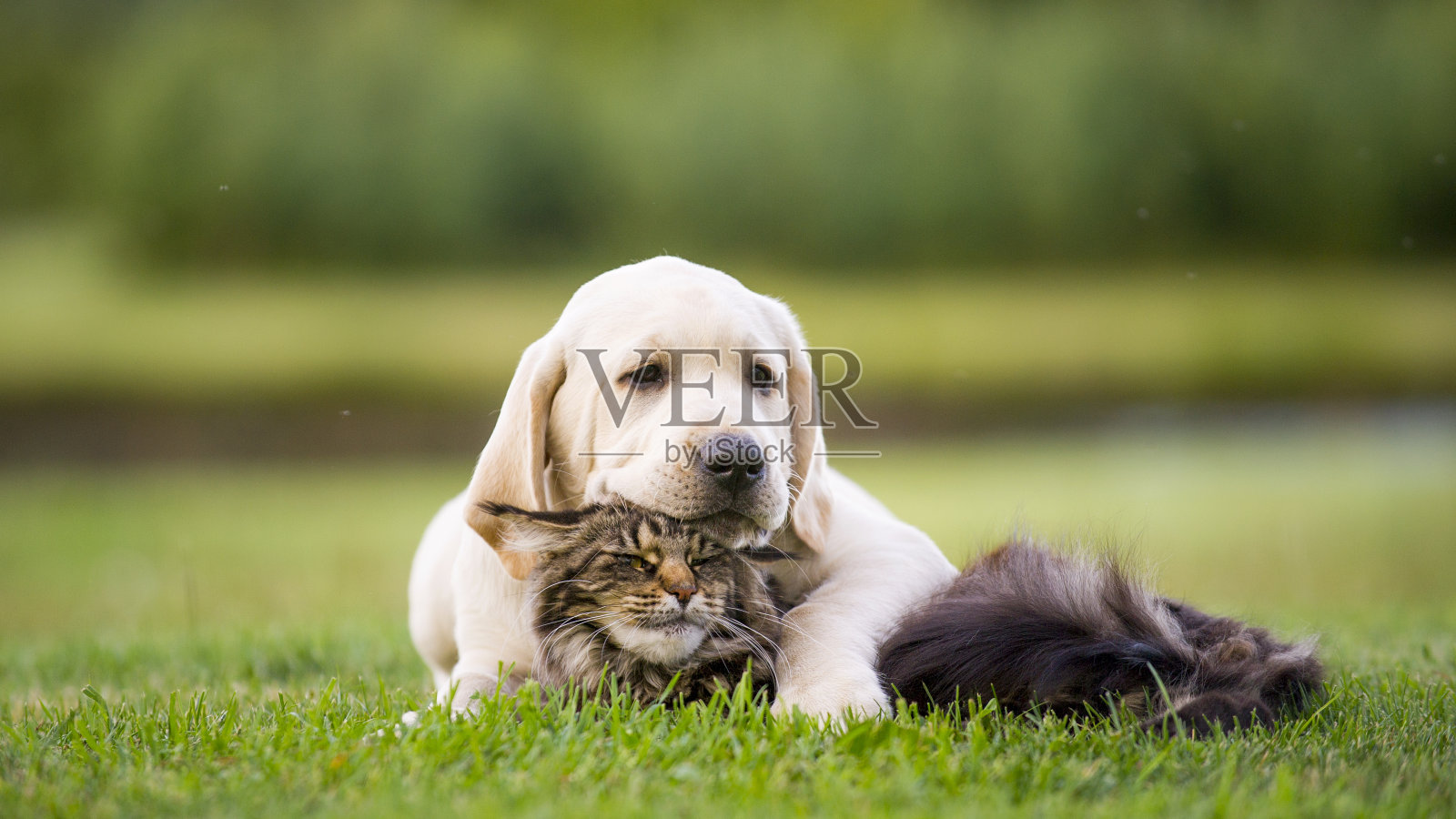 拉布拉多小狗和缅因猫照片摄影图片
