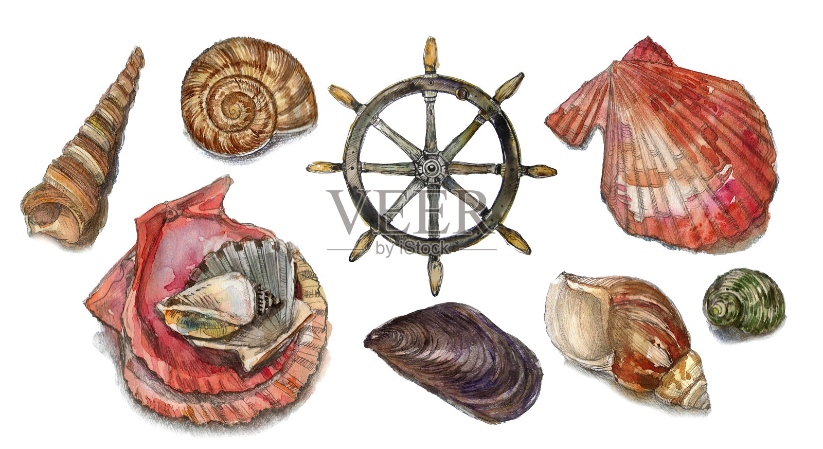 贝壳水彩画插画图片素材