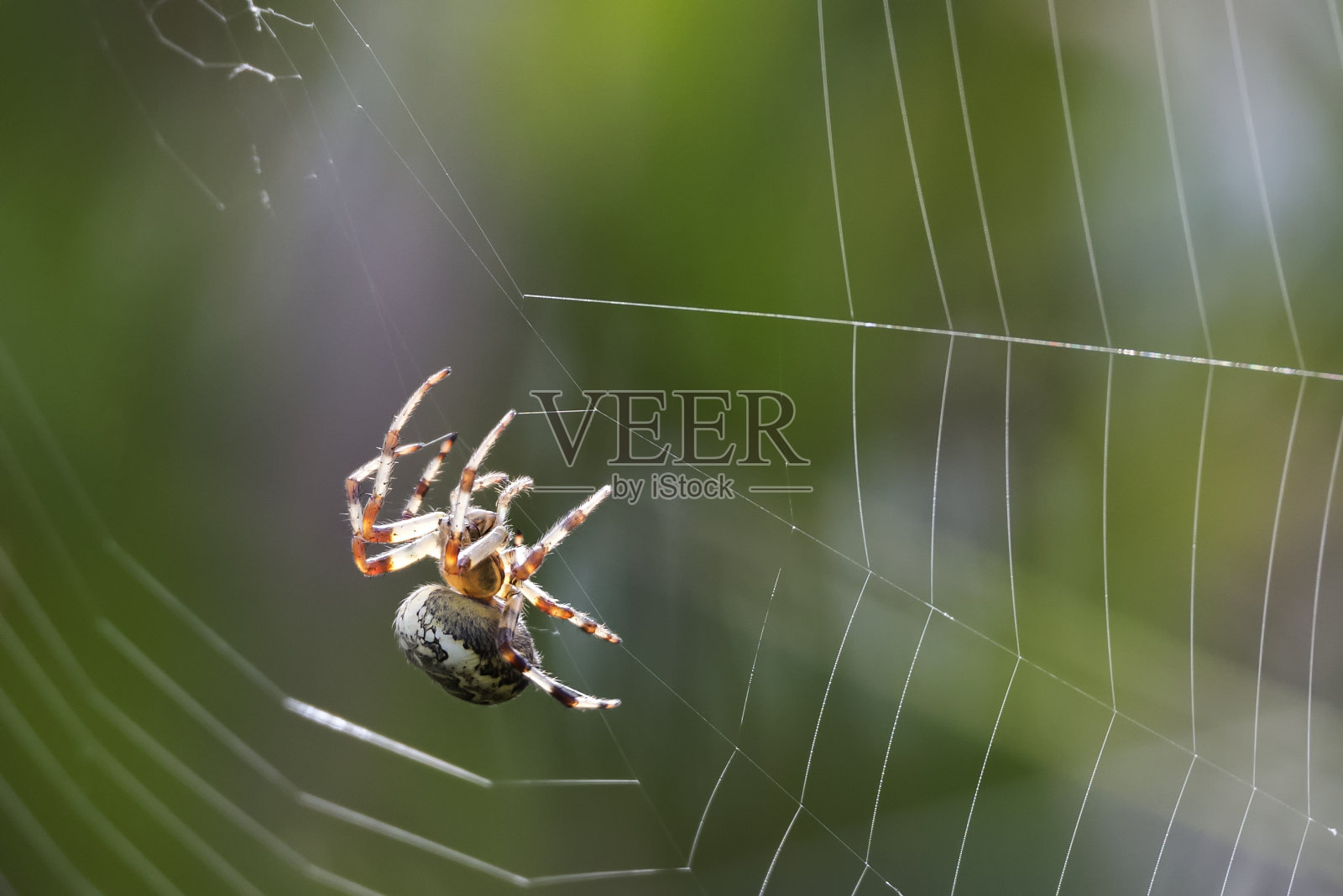 普通的圆球蜘蛛在织网照片摄影图片