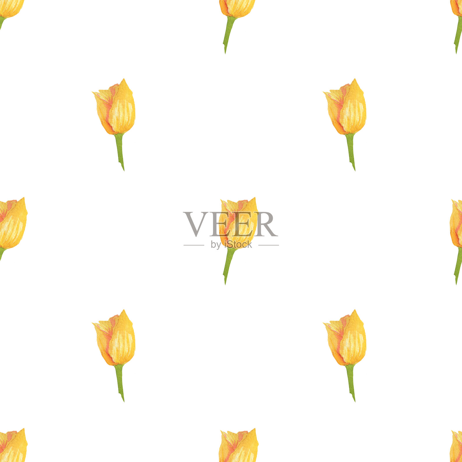 无缝图案与美丽的黄色郁金香孤立在白色的背景插画图片素材