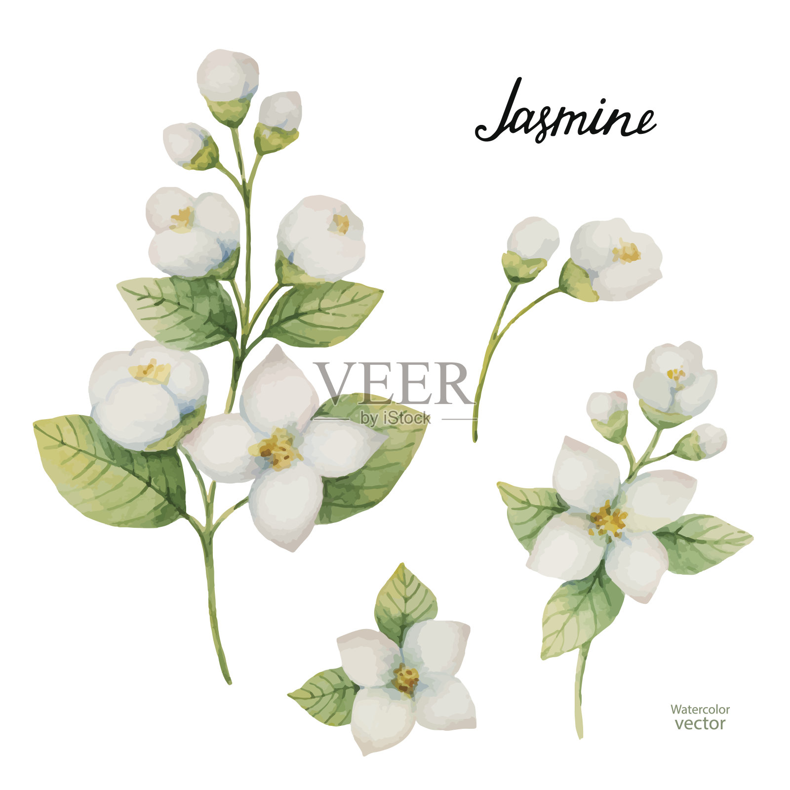 水彩向量集的花和分支茉莉孤立在白色的背景。设计元素图片