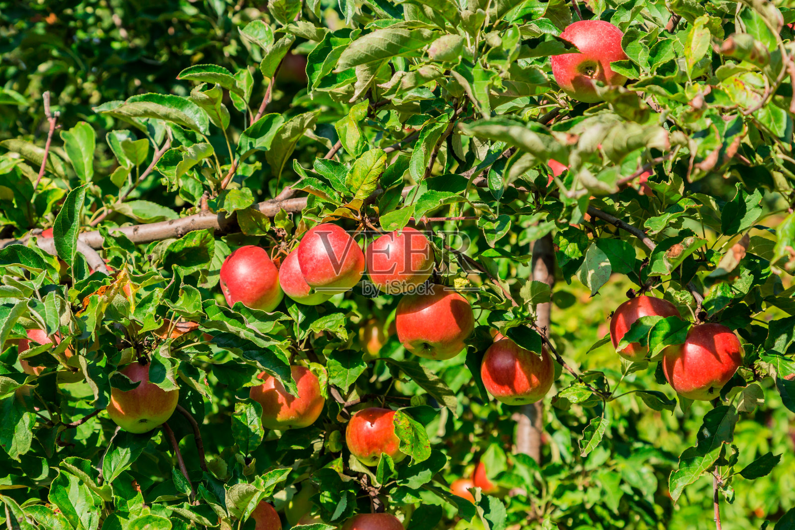 成熟的苹果挂在树枝上。红色的果实和绿色的叶子。果园照片摄影图片