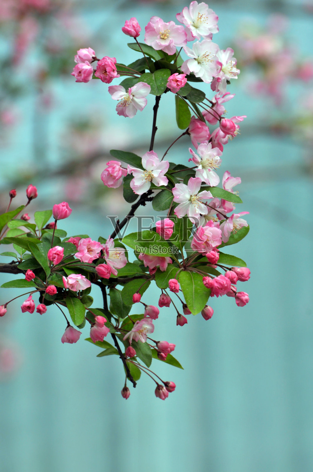 花朵粉红色的樱桃照片摄影图片