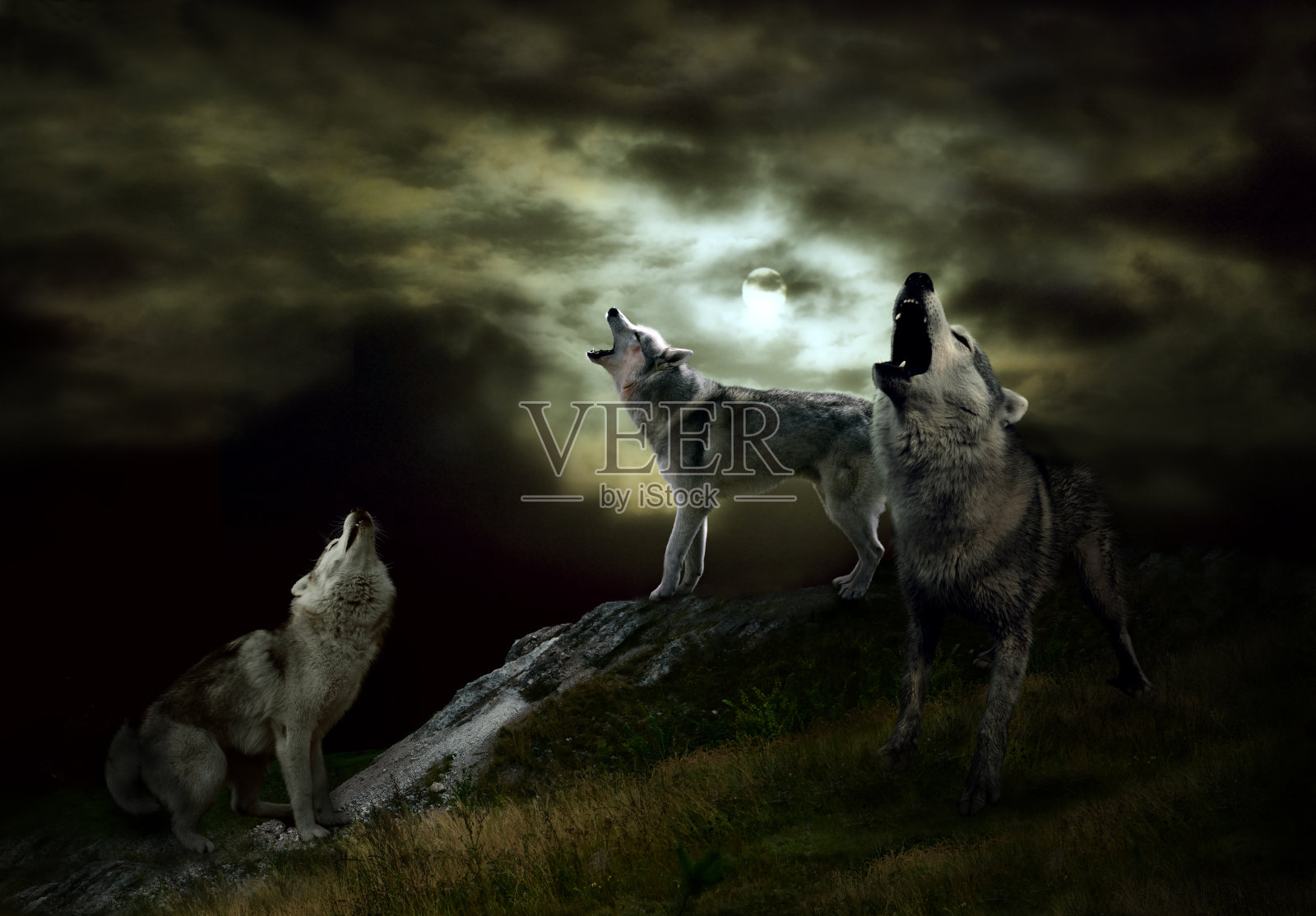 黑夜里的一群狼照片摄影图片