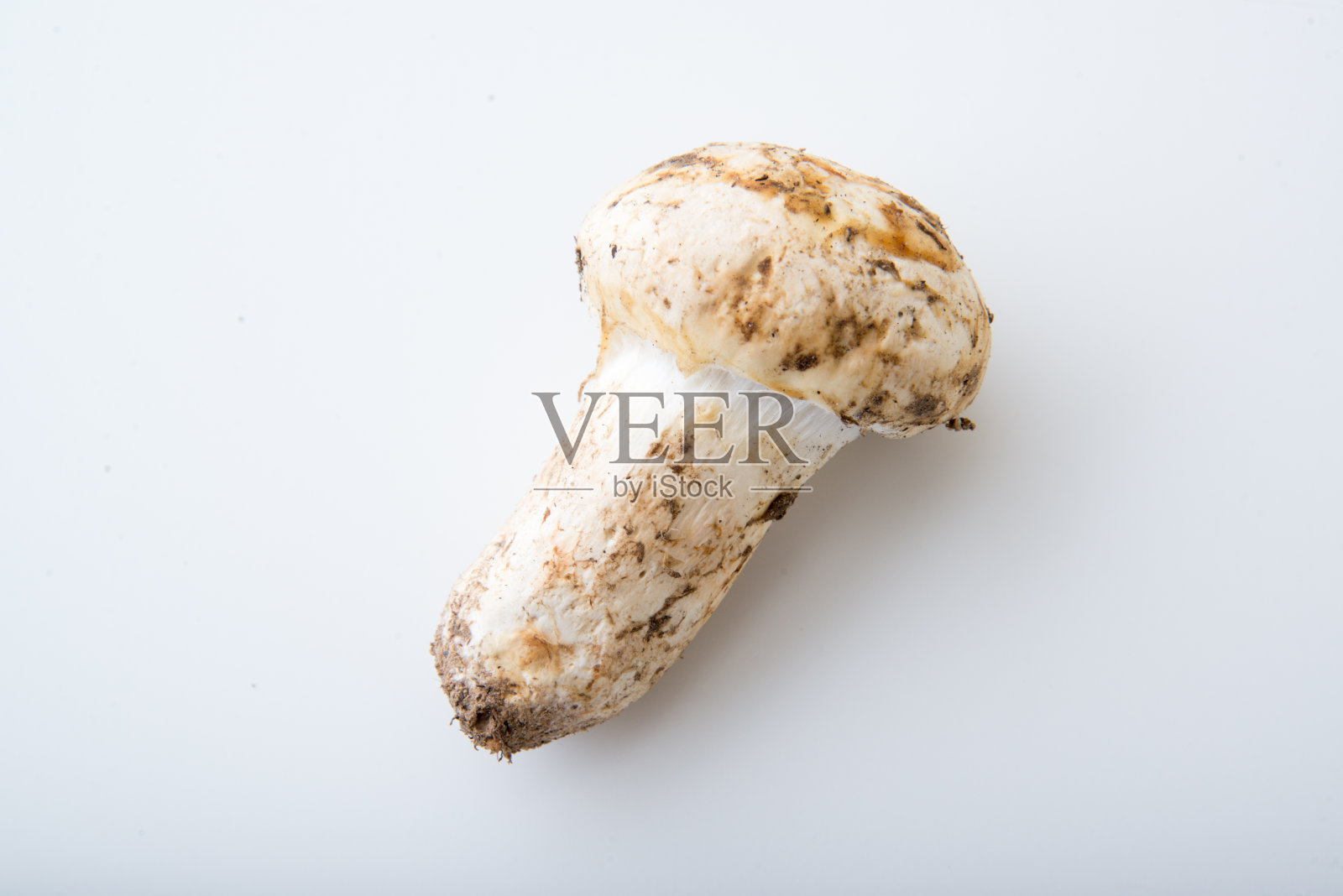 孤立的日本松茸蘑菇照片摄影图片