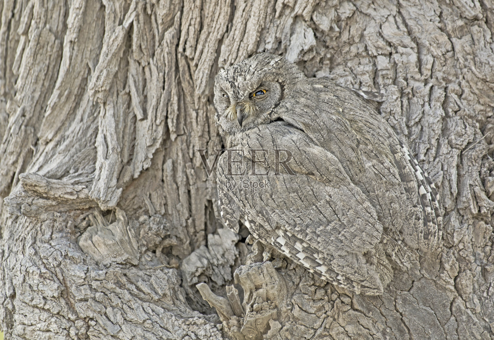 大自然的伪装(白勺猫头鹰或条纹勺猫头鹰。)照片摄影图片
