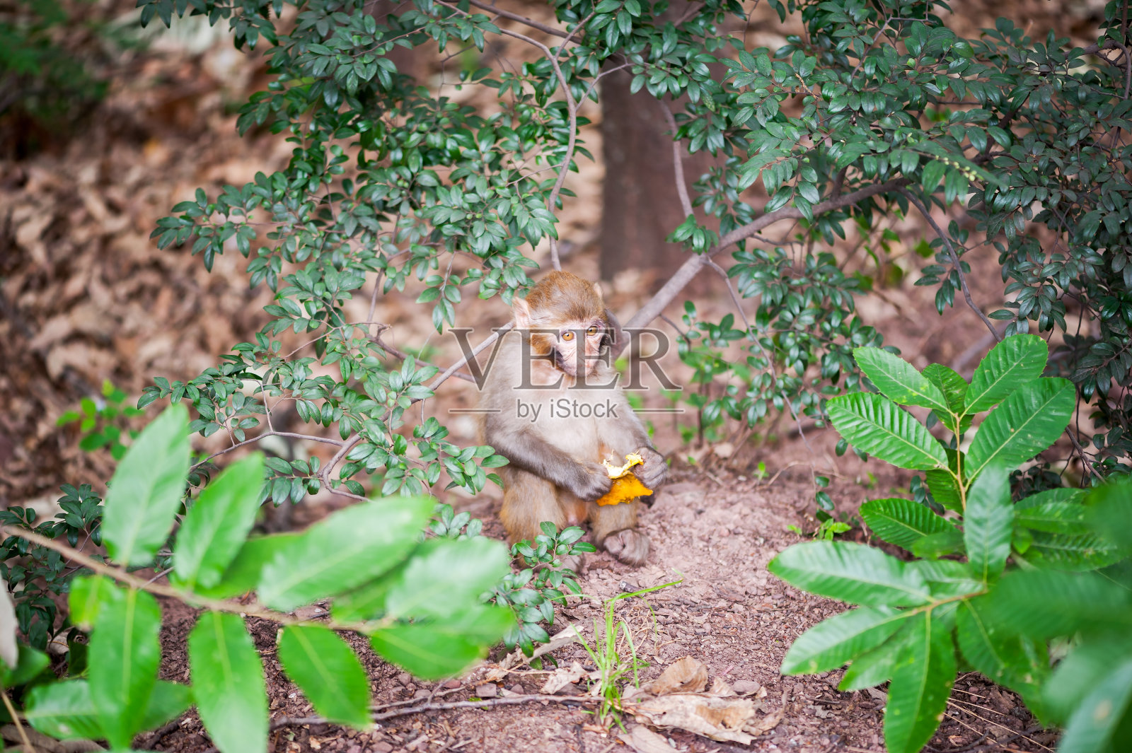 猕猴宝宝抱着橘子皮在森林里照片摄影图片