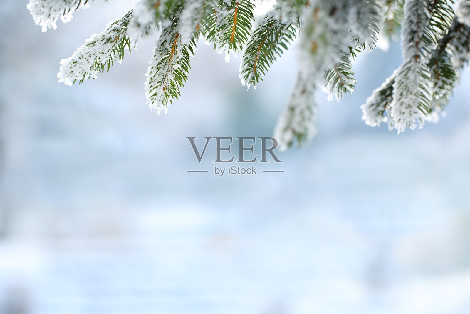 冬天的景象-结霜的松枝插画图片素材