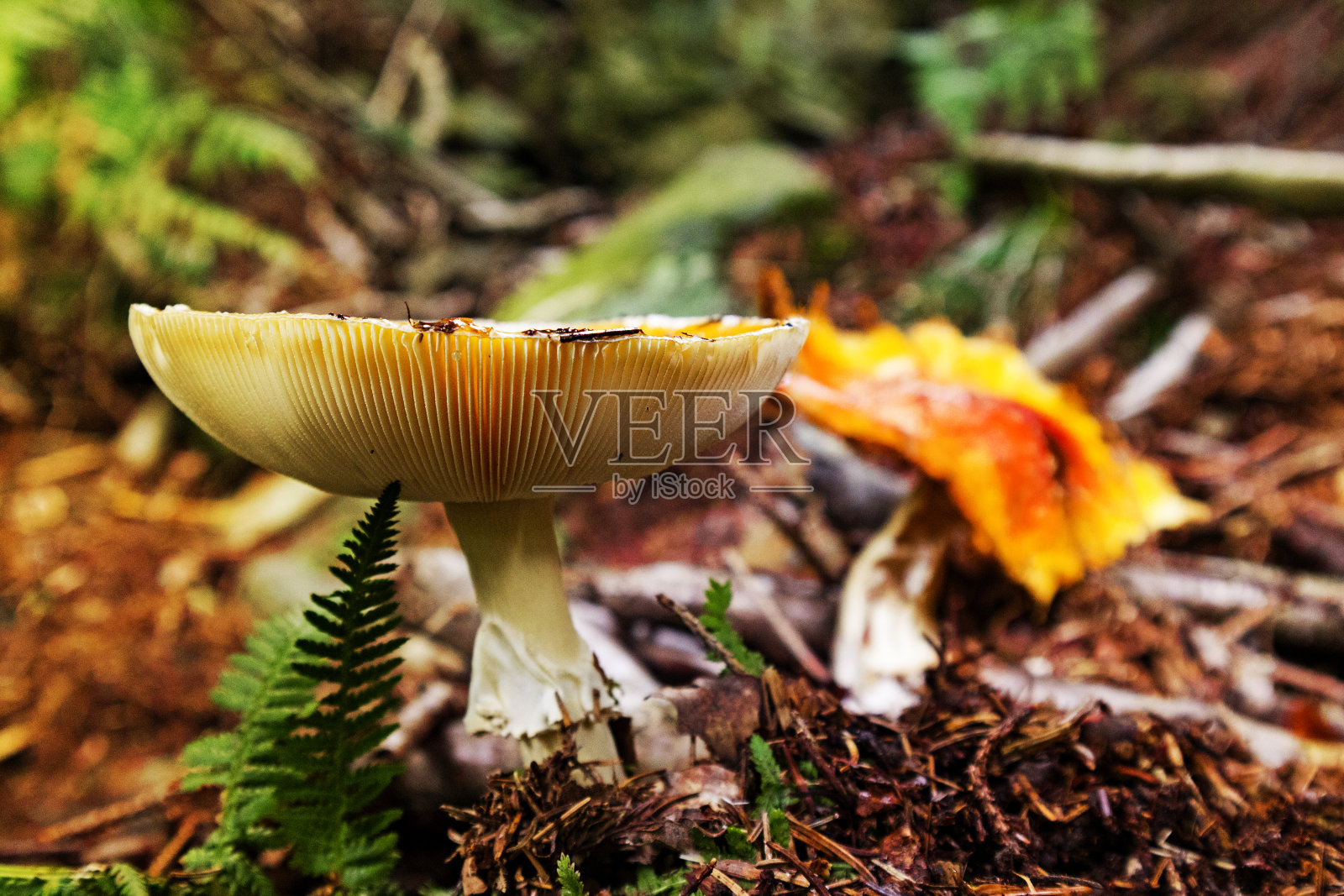 森林里不能吃的毒蘑菇白毒伞照片摄影图片