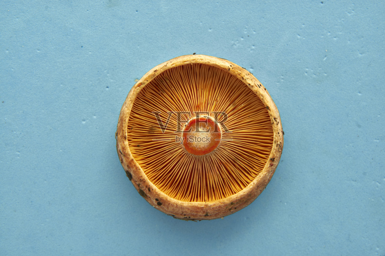 藏红花牛奶杯蘑菇在蓝色的背景照片摄影图片