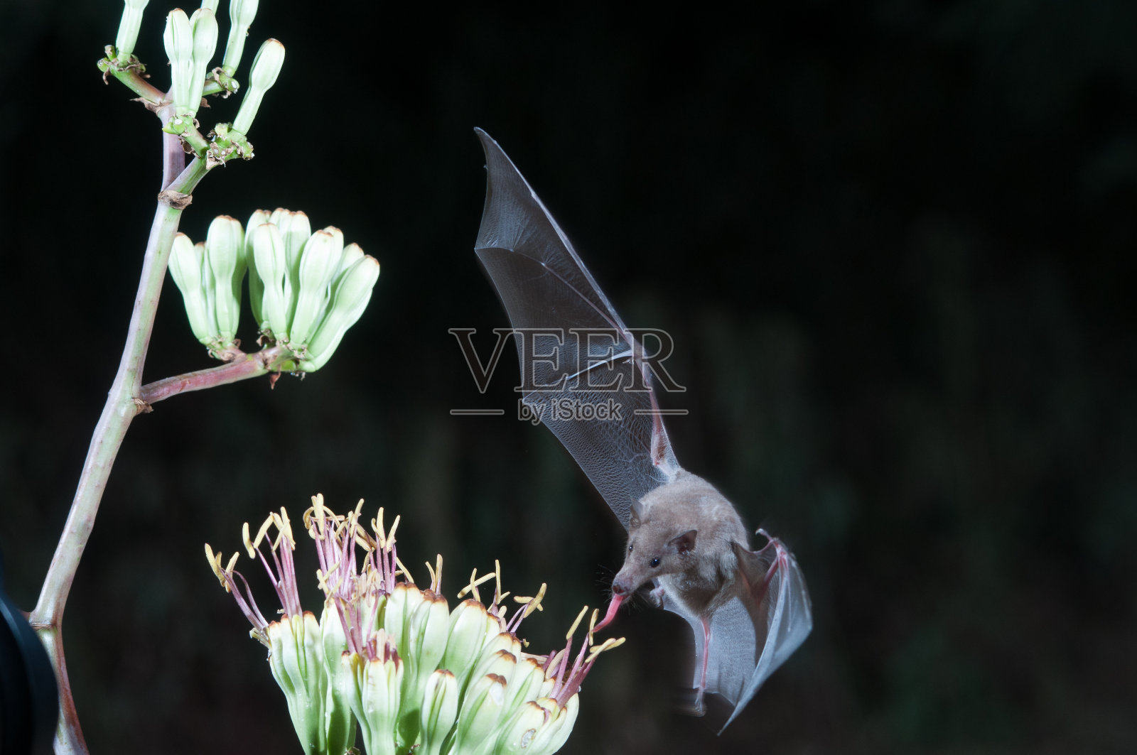 花蜜蝙蝠喂养照片摄影图片