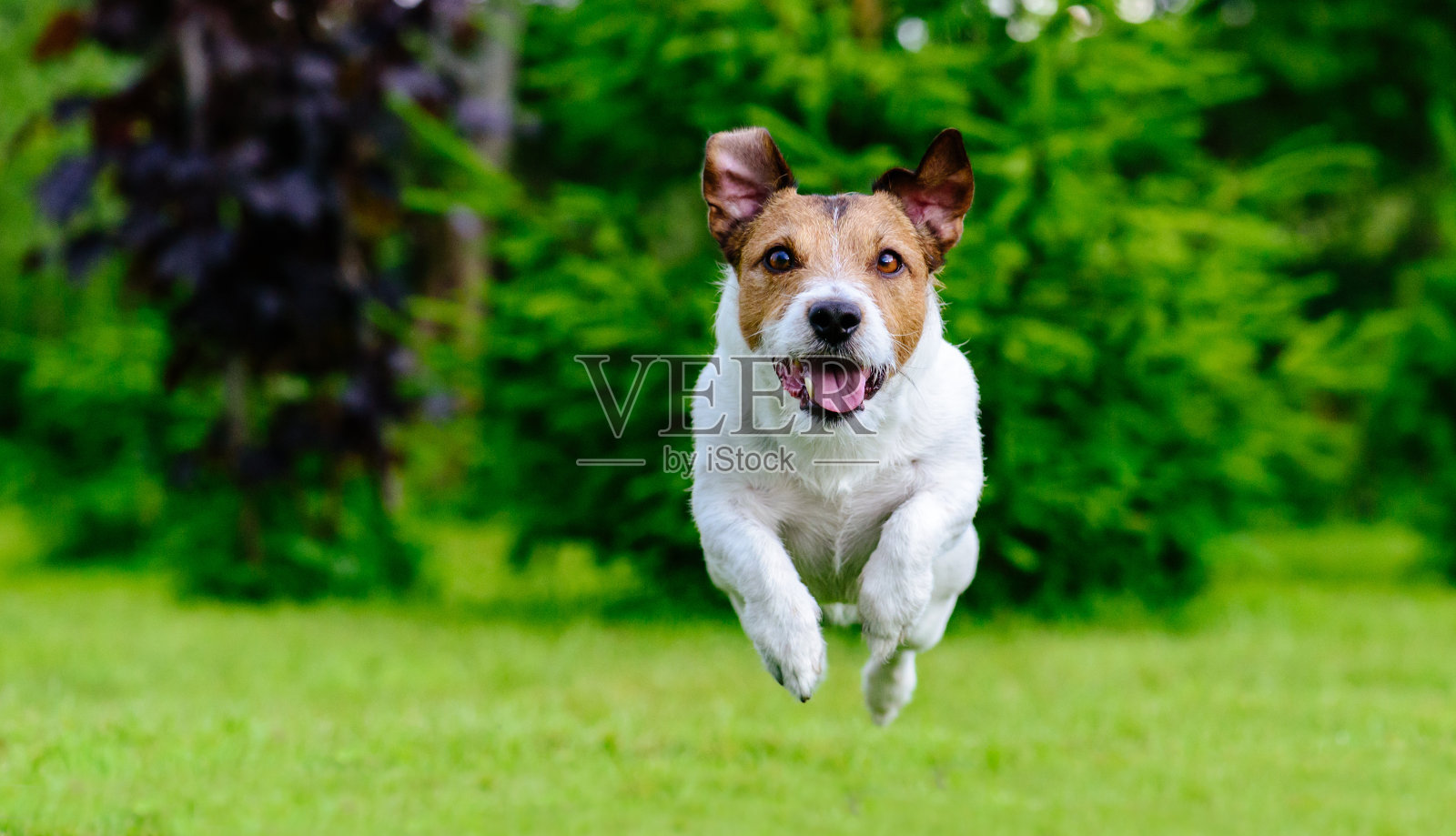 狗在镜头前跳跃，在绿色草坪上玩耍照片摄影图片