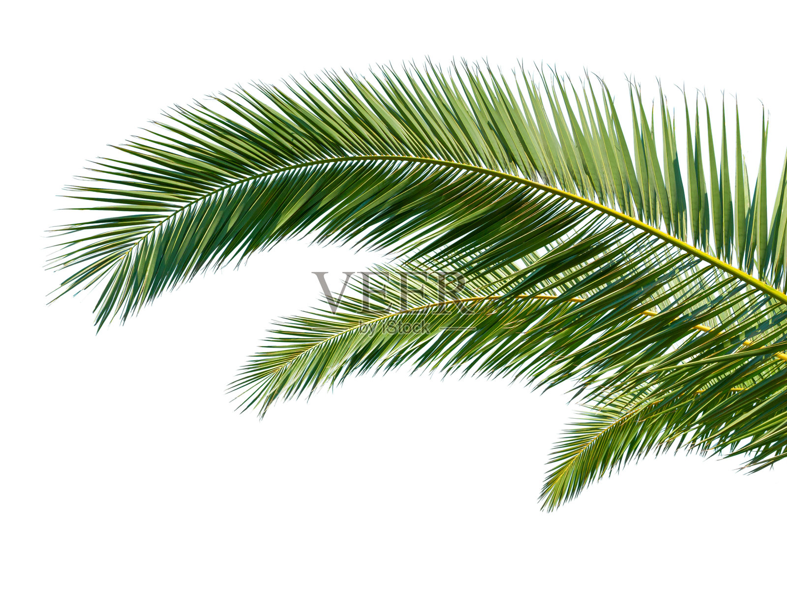孤立的棕榈叶在白色的背景。照片摄影图片