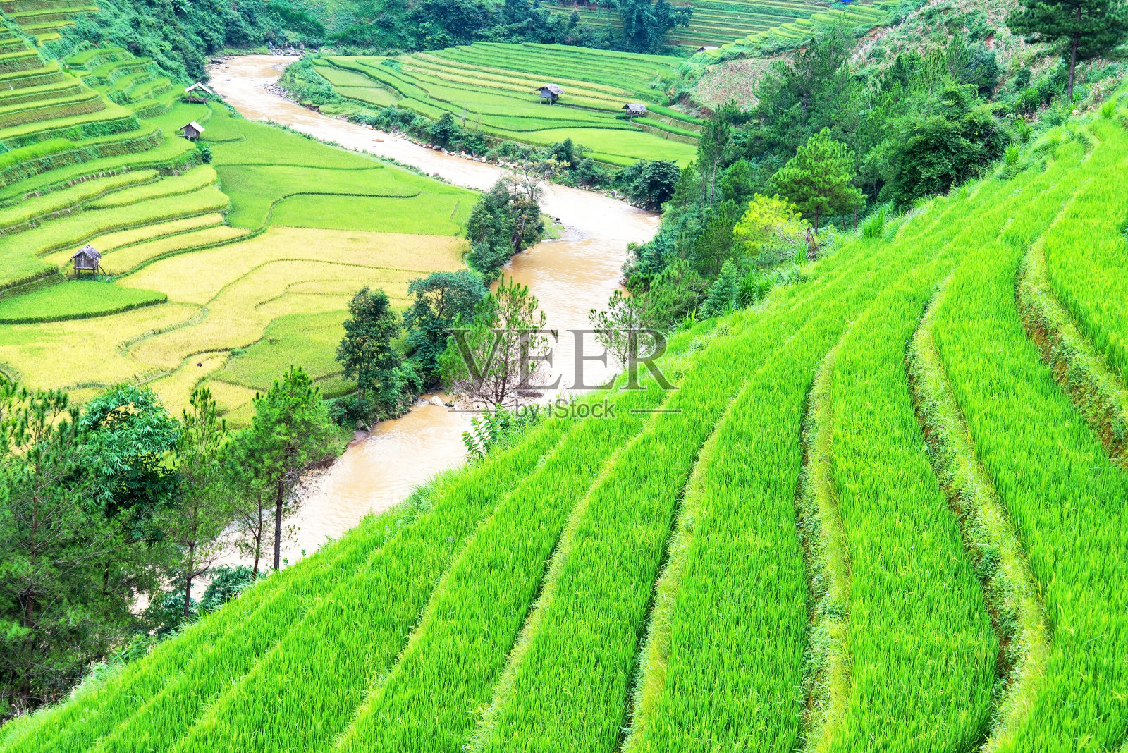 越南盐白木仓寨梯田上的稻田照片摄影图片