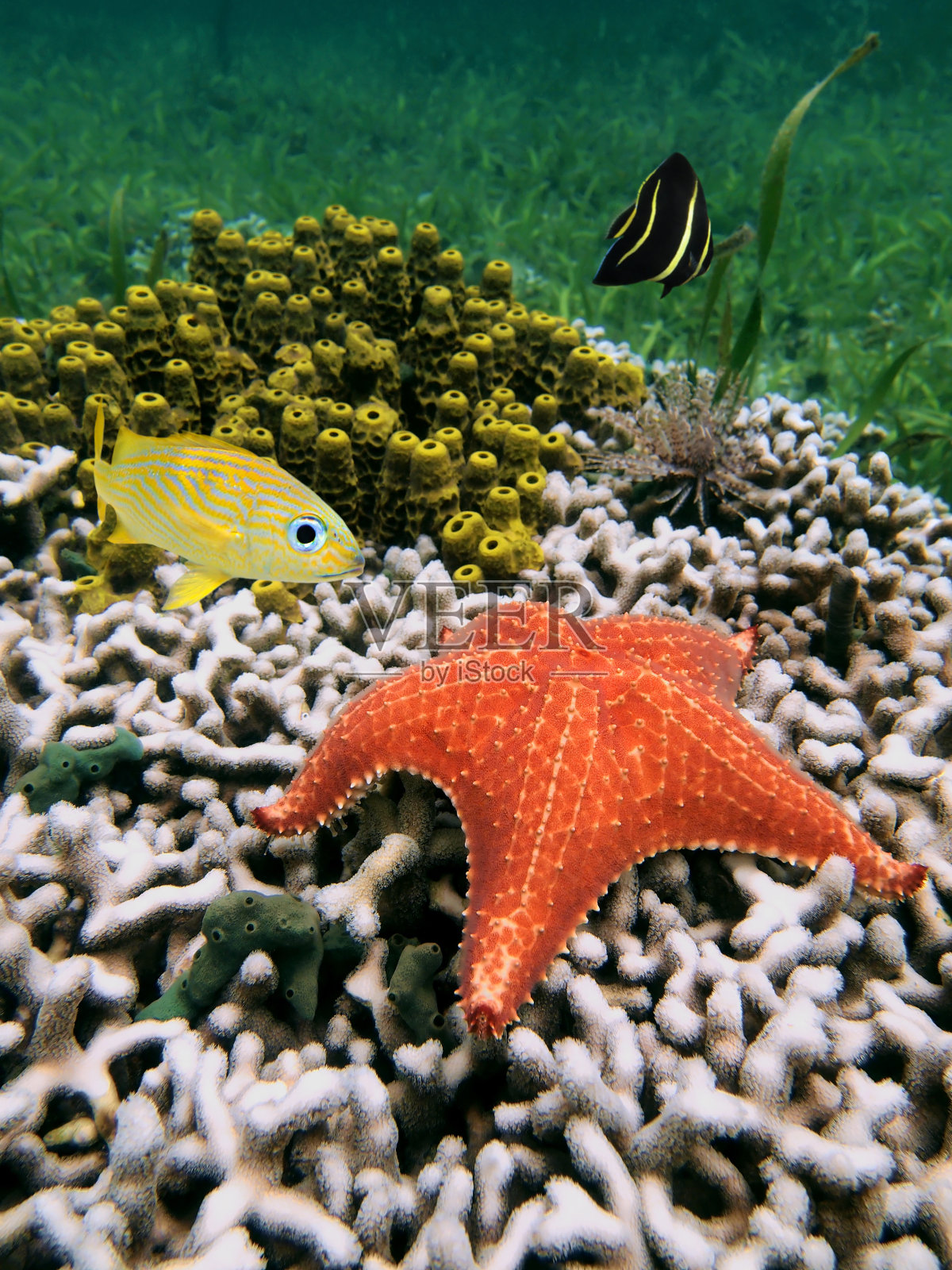珊瑚虫上的海星照片摄影图片