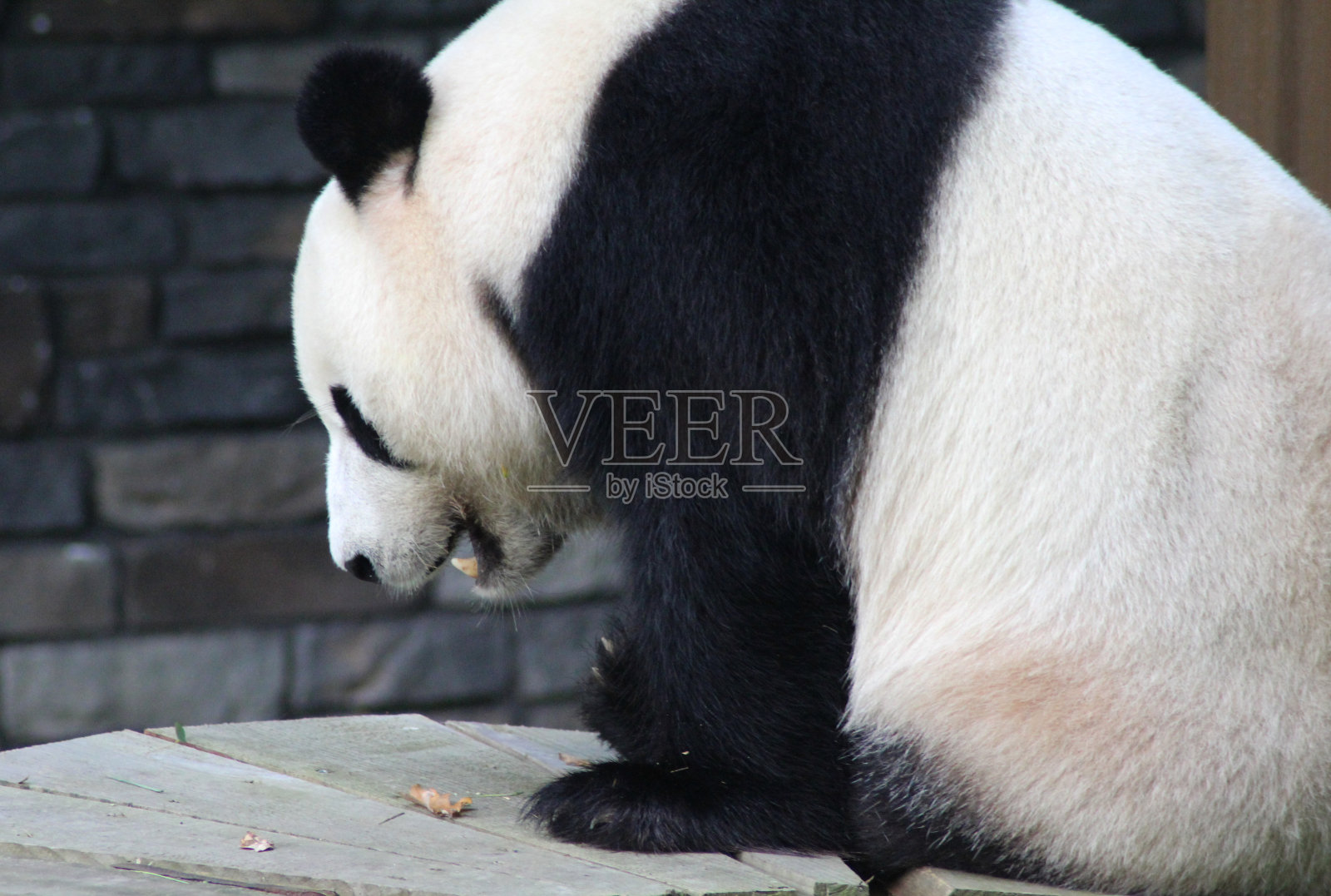 大熊猫(Ailuropoda melanoleuca)照片摄影图片