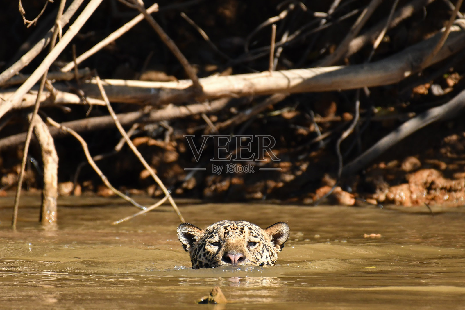美洲虎游泳-潘塔纳尔，巴西。照片摄影图片