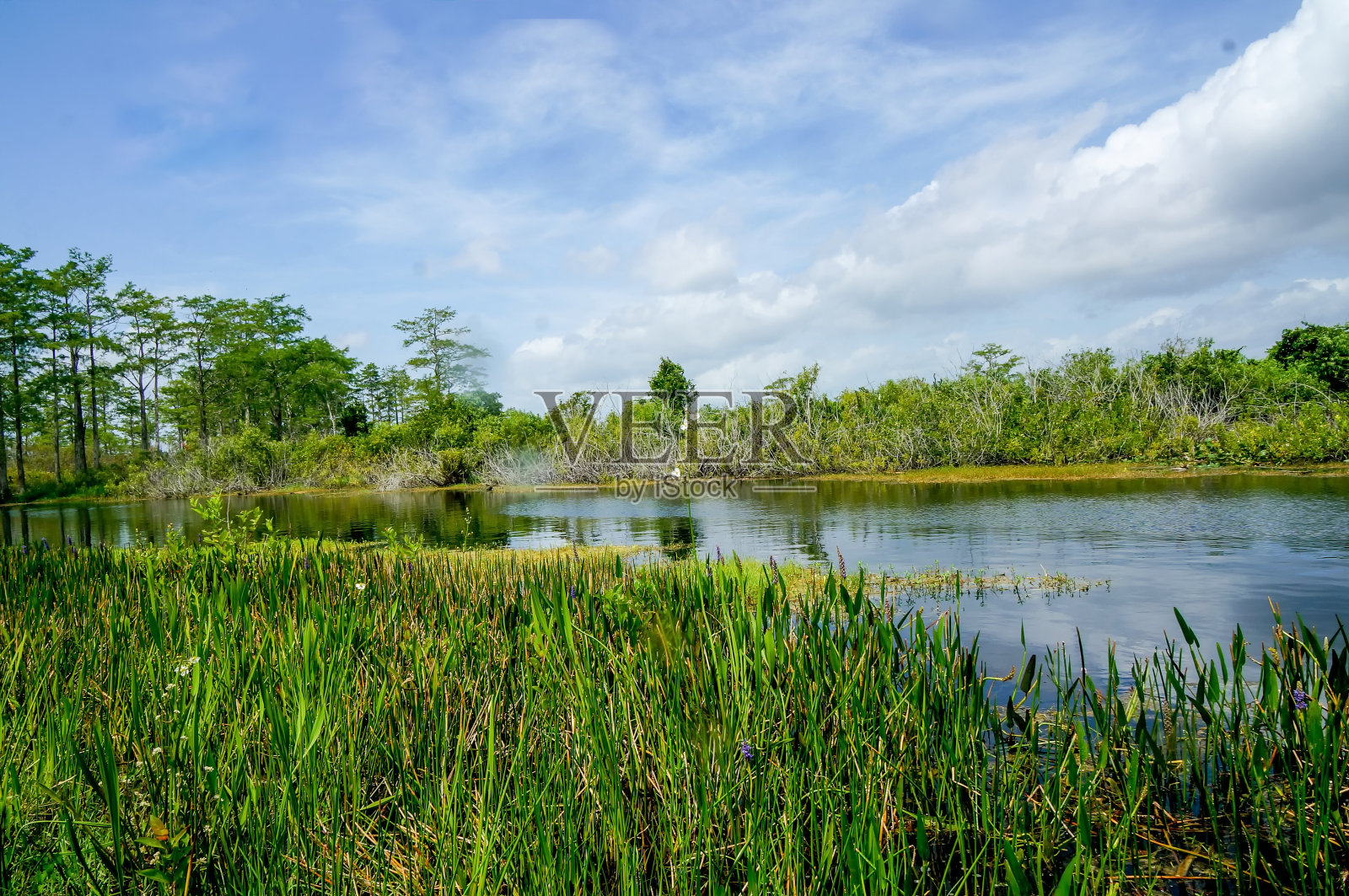 美丽的沼泽河在夏天照片摄影图片