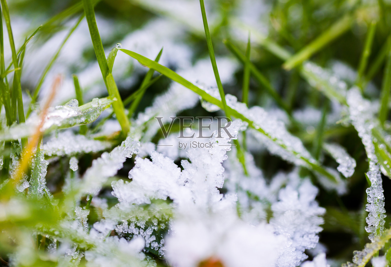 初冬时节，清晨绿草上结霜照片摄影图片