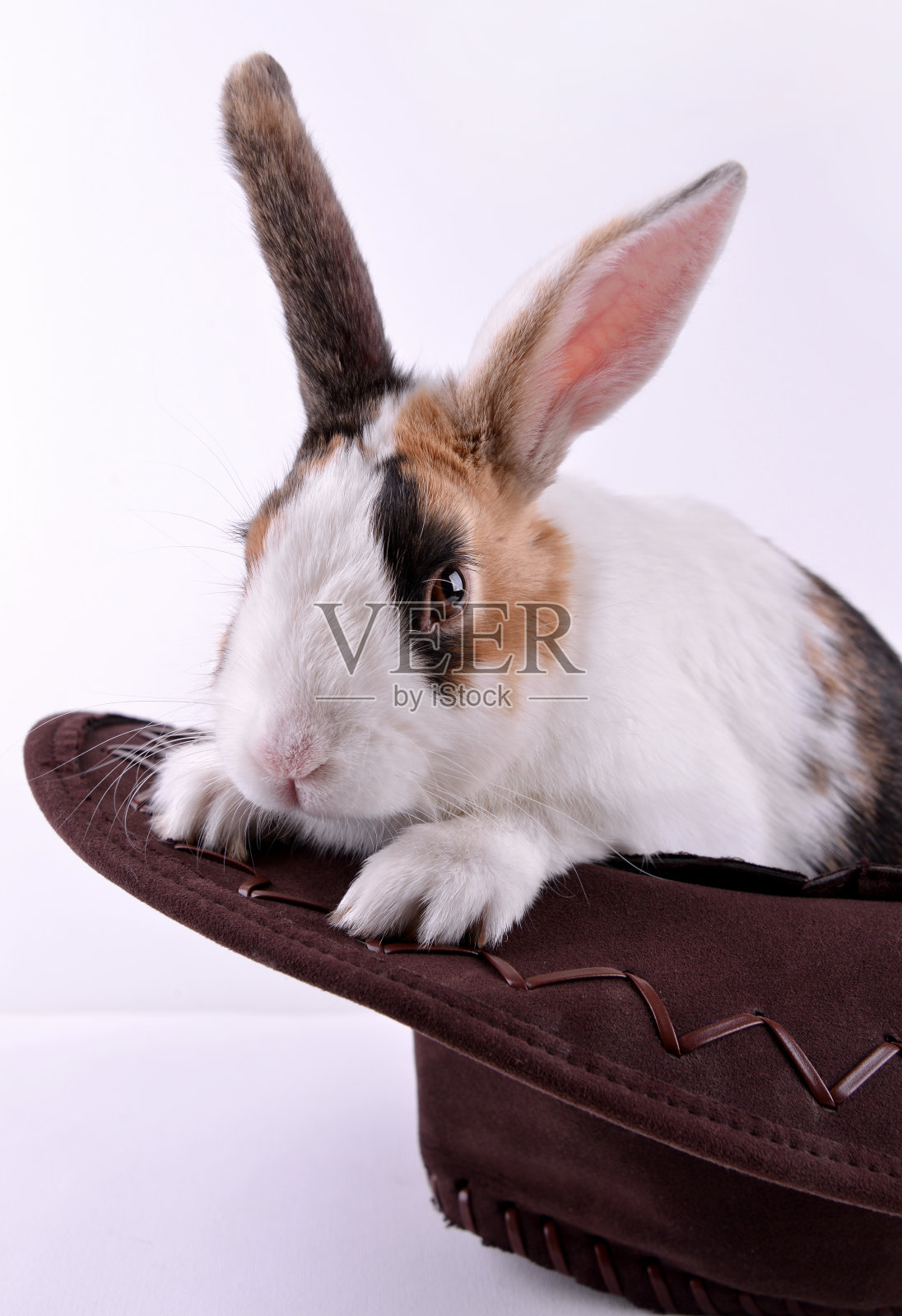可爱的白色和棕色的兔子照片摄影图片