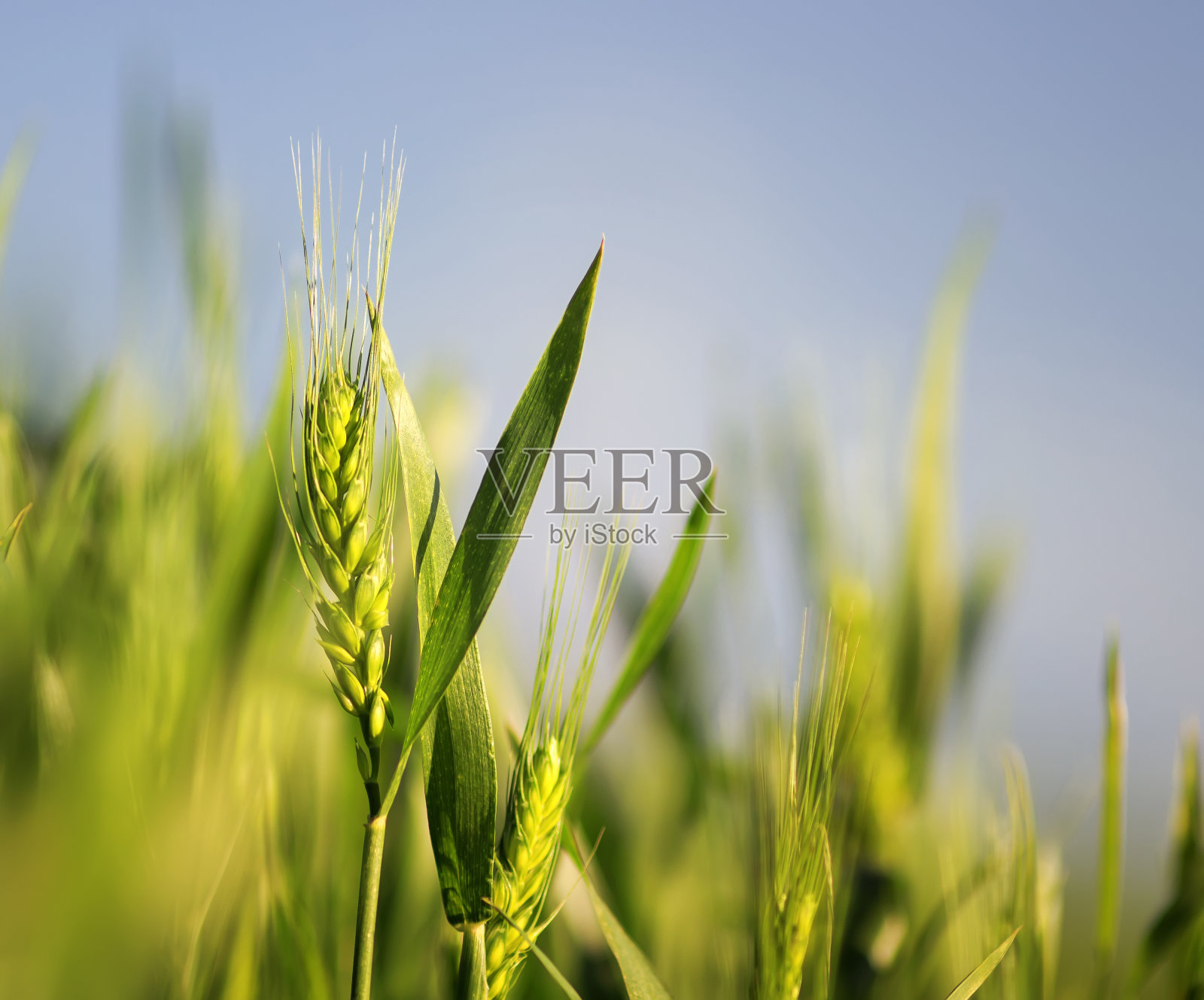 在夏日的阳光下，绿色成熟的麦穗在田野里生长成熟照片摄影图片