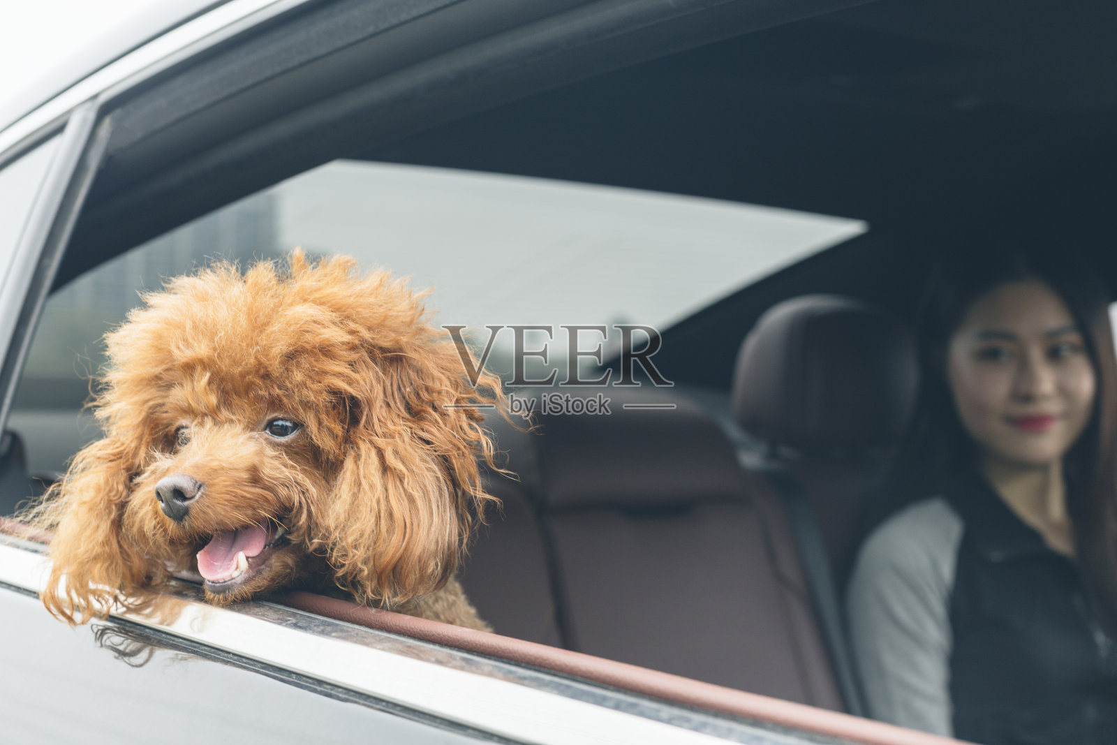 透过车窗看到一个年轻快乐的女人带着一只泰迪狗照片摄影图片