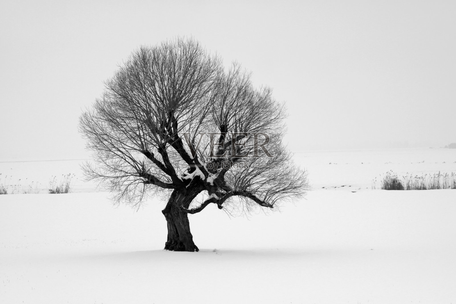冬天的树照片摄影图片