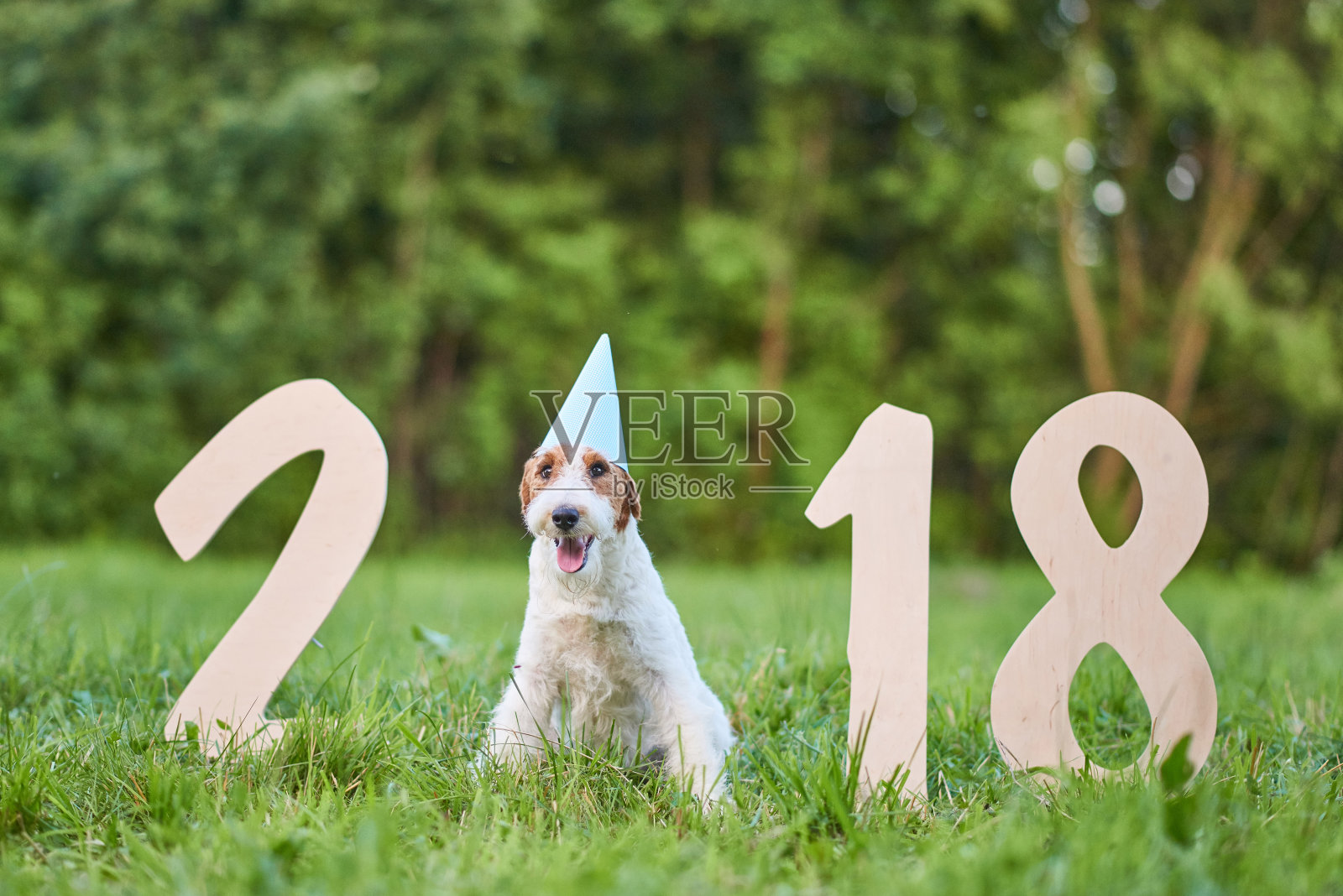 可爱的快乐狐狸梗犬在公园2018年新年贺词照片摄影图片