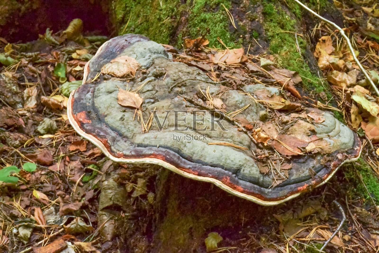 大的树蘑菇(伞菌)在森林的一棵树上照片摄影图片