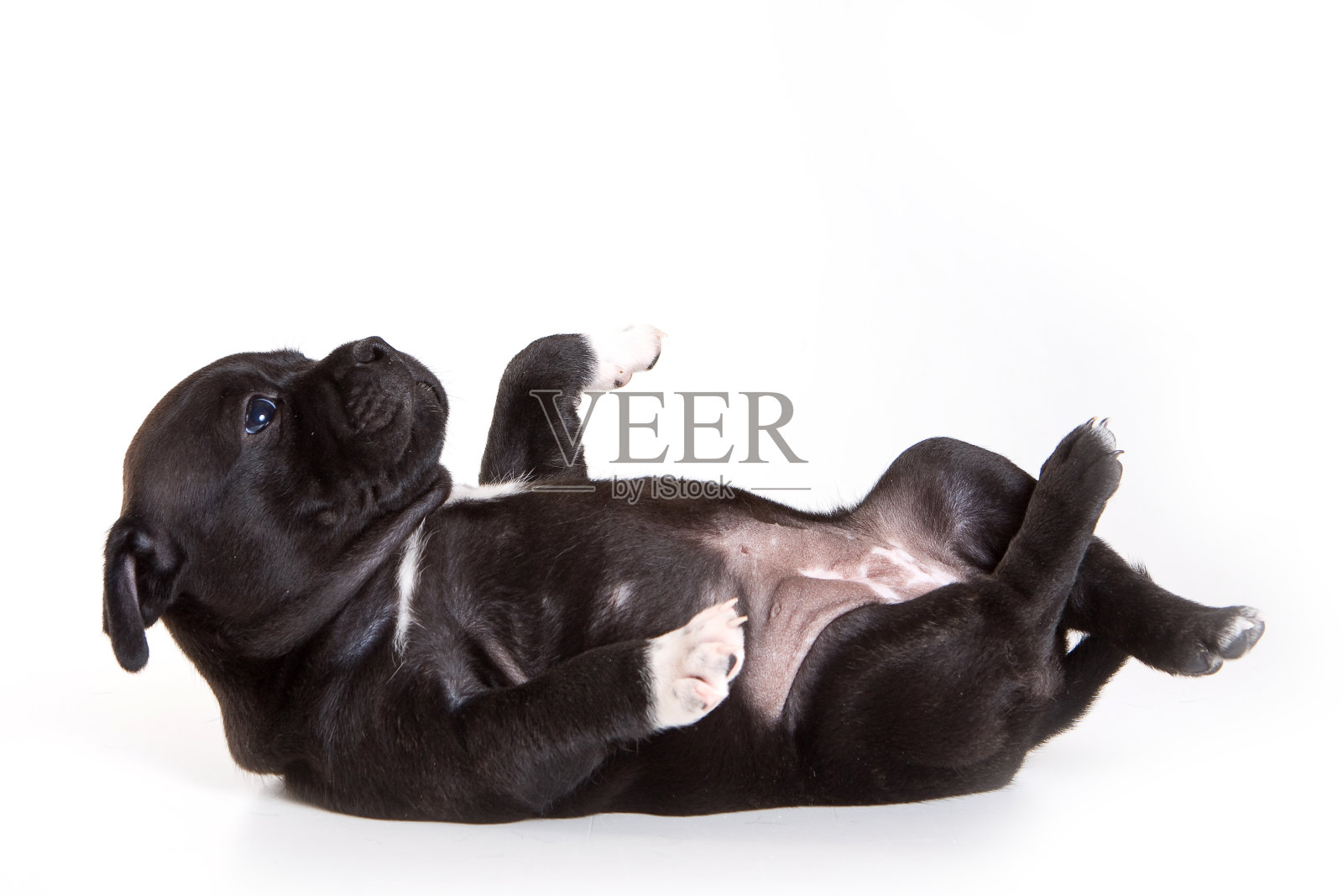 一只黑色的斯塔福德郡小狗躺在他的背上(孤立的白色)照片摄影图片