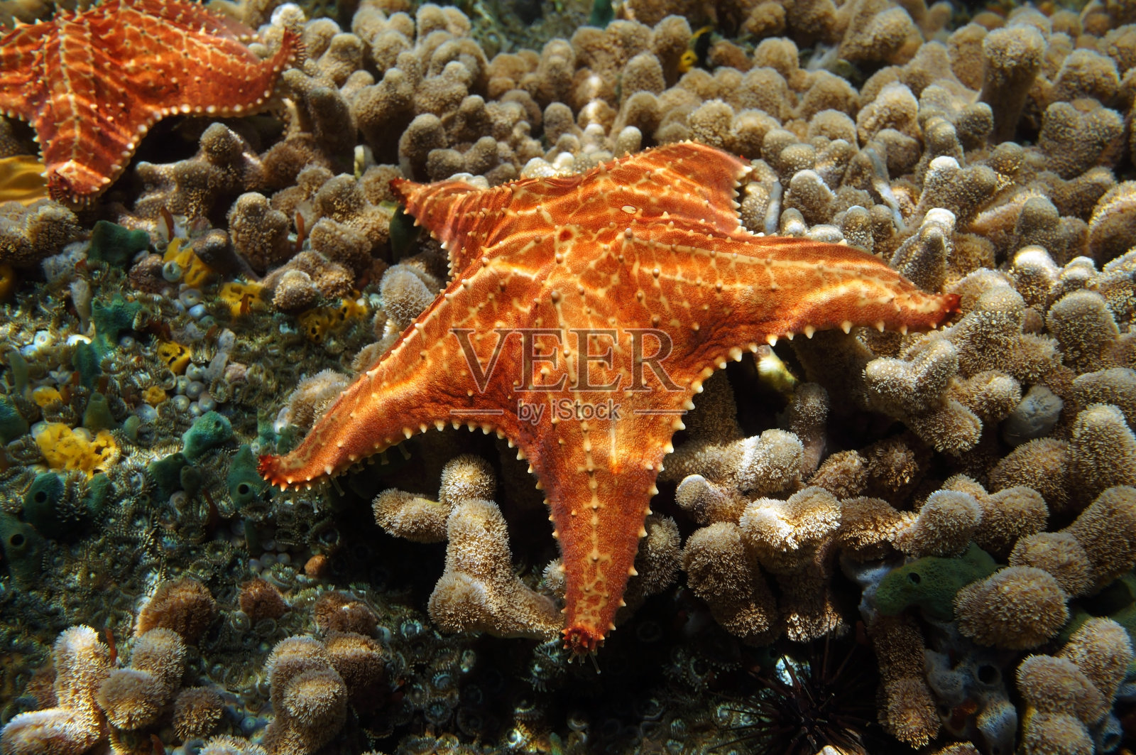 珊瑚海床上的海星照片摄影图片