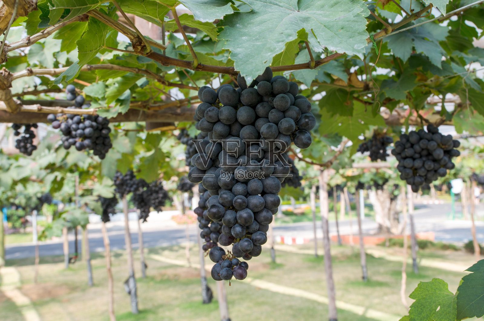 一串串葡萄挂在红酒上照片摄影图片