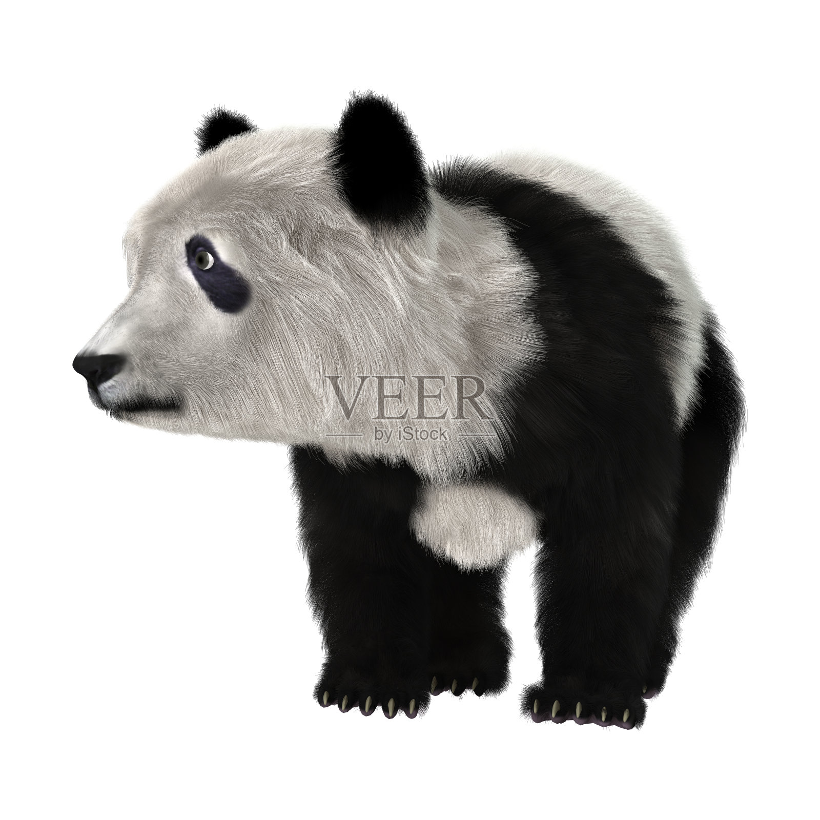 3D渲染熊猫熊在白色照片摄影图片