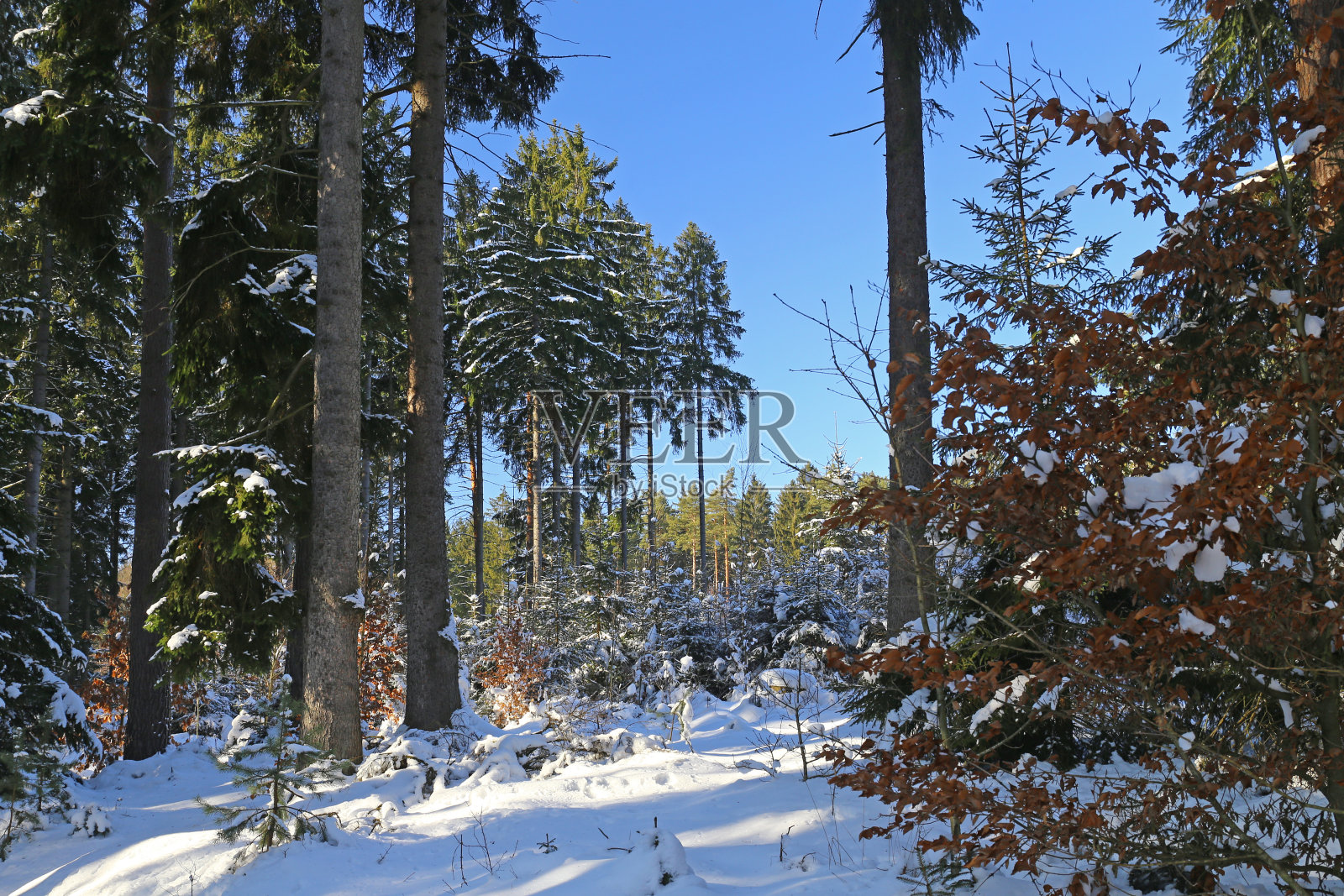 冬天下雪的森林照片摄影图片