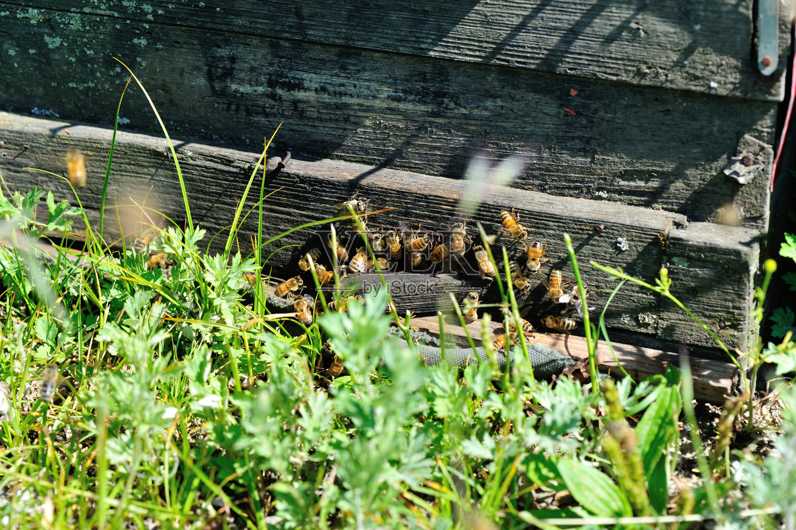许多忙碌的蜜蜂在养蜂箱的特写照片摄影图片