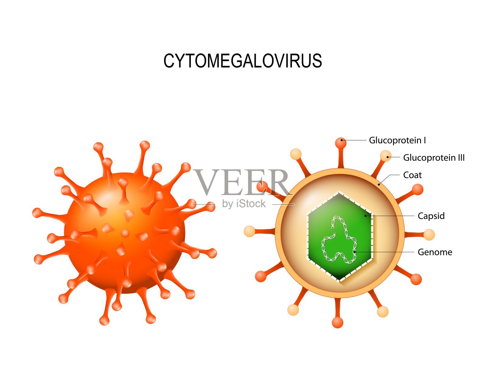 巨细胞病毒。病毒粒子的结构设计元素图片