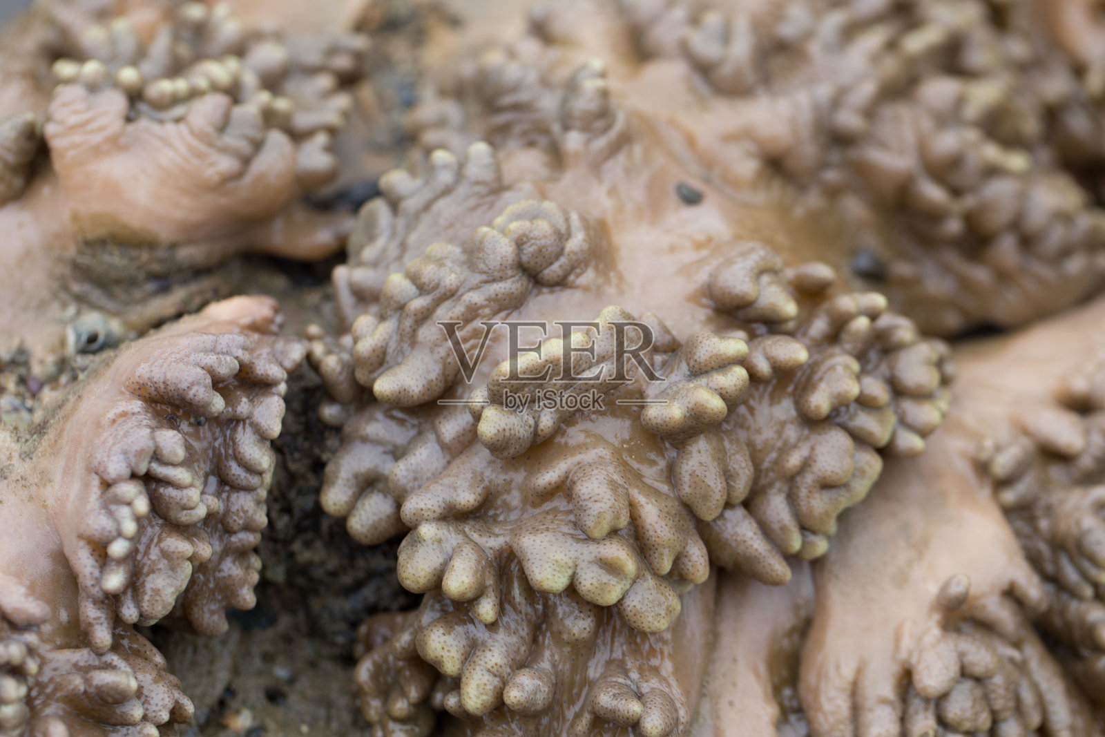 软珊瑚是珊瑚的一种，在海洋中不会产生碳酸钙骨骼以供教育。照片摄影图片