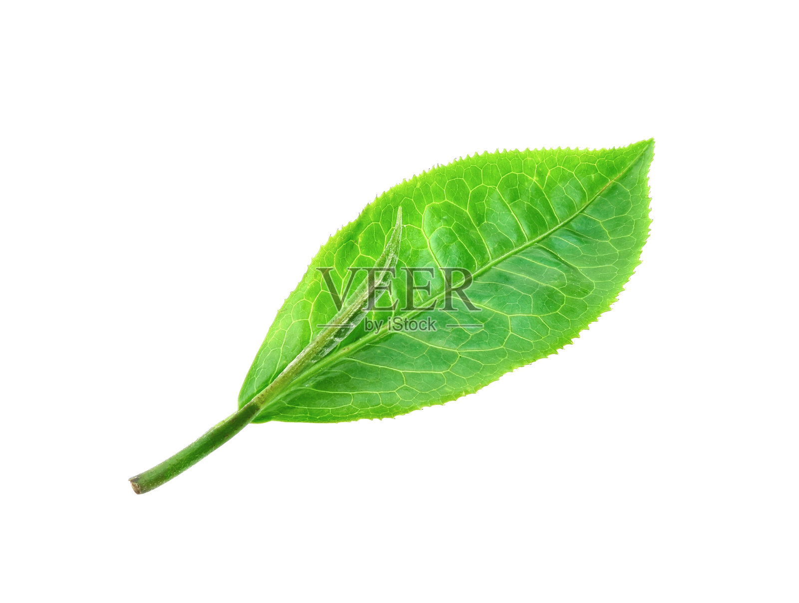 白色背景上孤立的绿茶叶子照片摄影图片