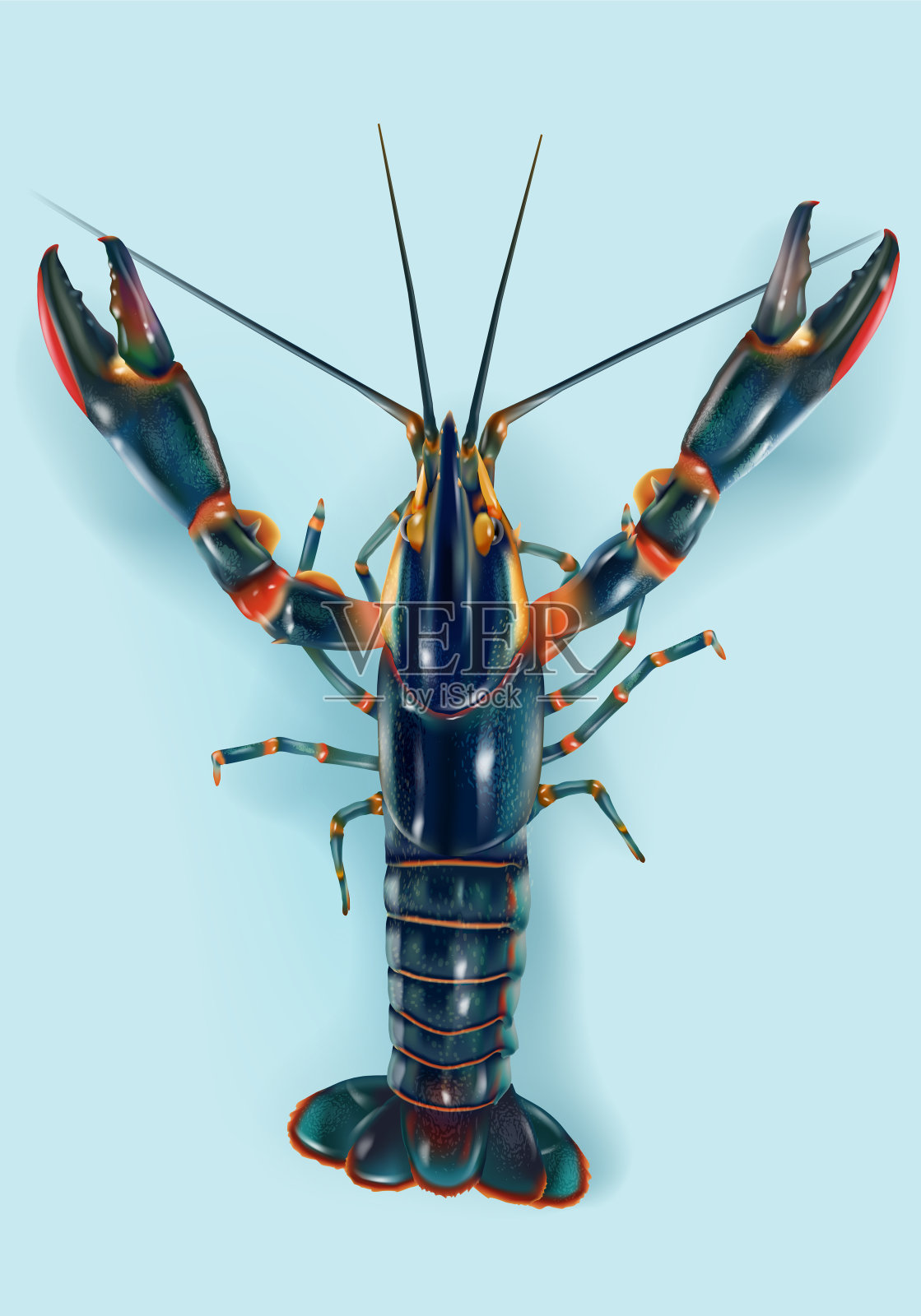 现实的红螯虾顶视图插画图片素材
