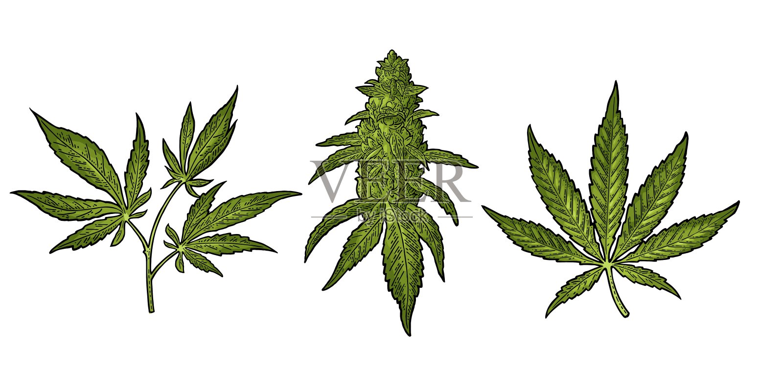 大麻成熟的有叶和芽的植物。向量版画插图插画图片素材