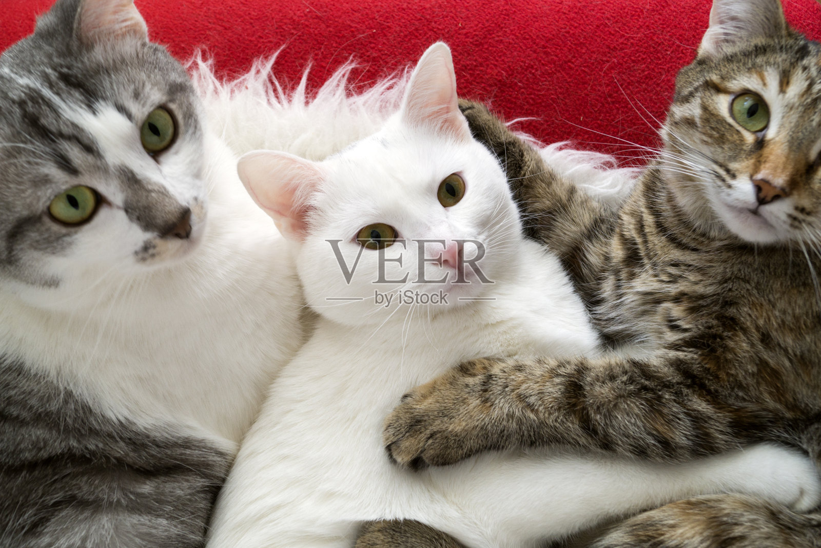 三只猫。白色，斑纹和灰色。照片摄影图片