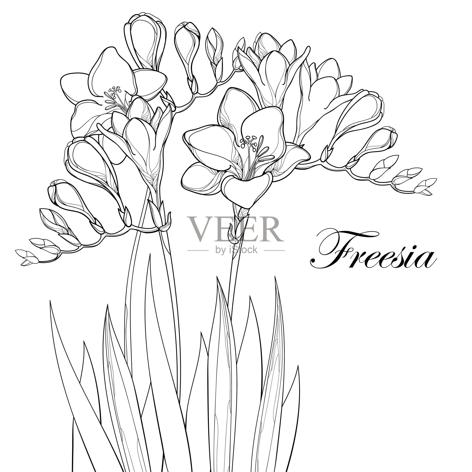 矢量组成与轮廓小苍兰花，芽和华丽的叶在黑色孤立的白色背景。插画图片素材