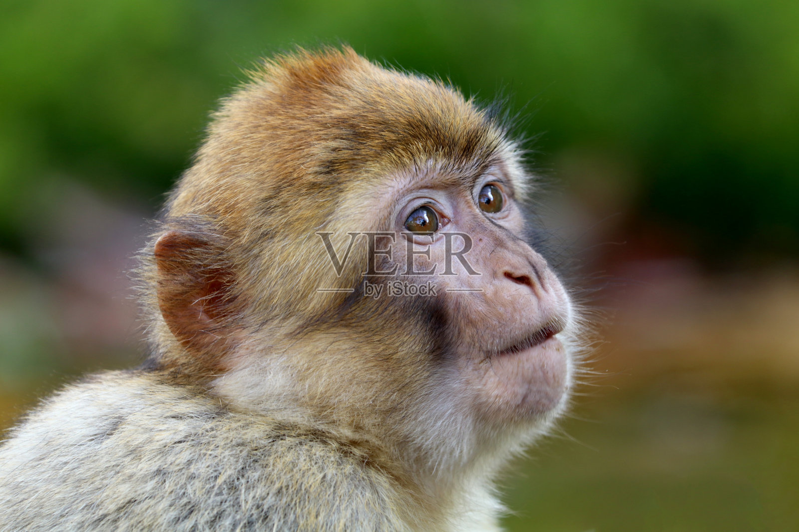 巴巴利猕猴照片摄影图片